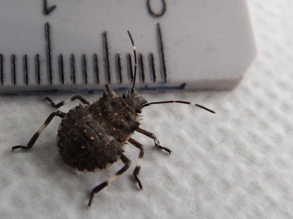 Ninfa di Halyomorpha halys (Pentatomidae)